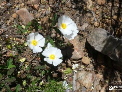 Parque Natural del Valle de Alcudia y Sierra Madrona; club montañeros vallisoletanos caminatas madri